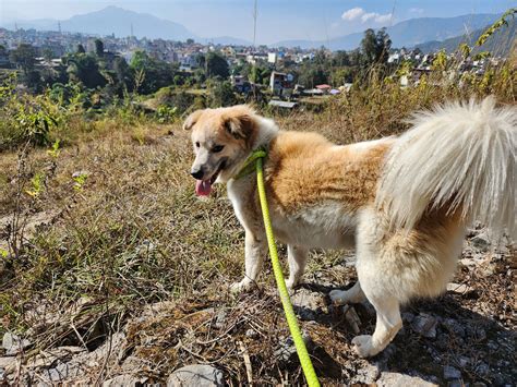 Kathmandu Animal Treatment Center - helping animals on the far side of