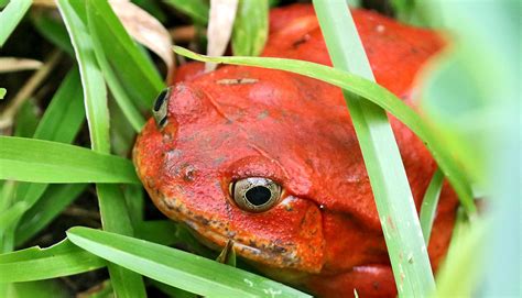 Do Big Tadpoles Become Big Frogs Futurity