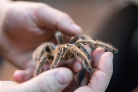 Having a pet tarantula spider can be more like having a collection. Keeping and Caring for Tarantulas as Pets