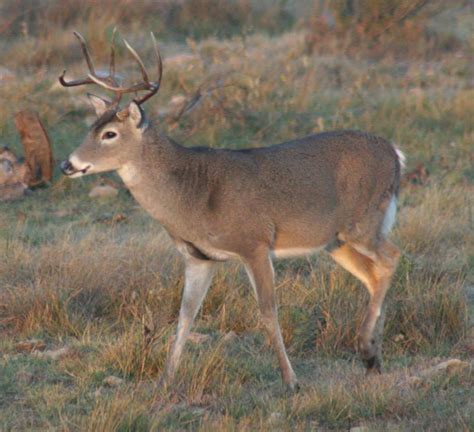 Texas Deer Hunting Identification Guide