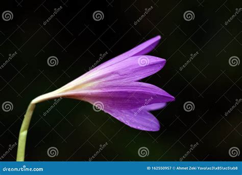 Beautiful Dewy Flower In The Autumn Stock Image Image Of Environment