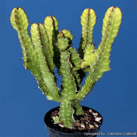 Euphorbia Pseudocactus Euphorbia Plants Indoor Plants