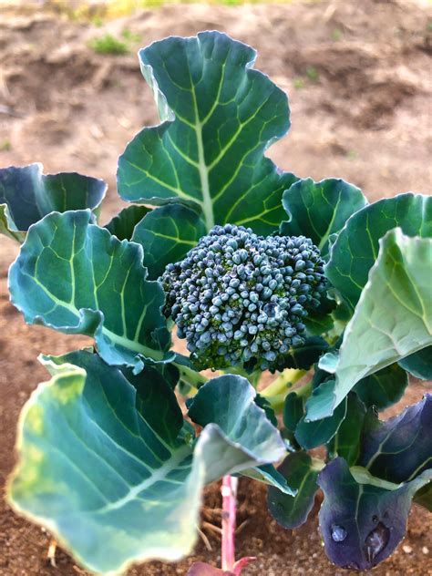 My First Ever Baby Broccoli Floret Such An Exciting Moment Finding