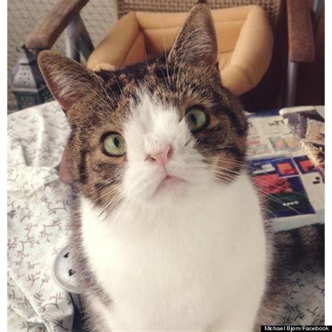 Ideally, you should have a spray nozzle to use for bathing.9 x research source. Cat With Unique Face Proves That 'Looking Different Doesn ...