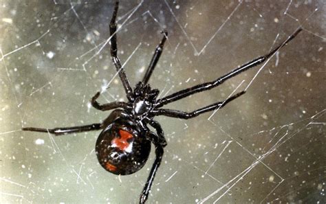 Mention the black widow spider and you'll likely be greeted with a few frantic glances and male black widow spiders, one of which is pictured above at right, have a variety of techniques for mating. Library Town: March 2011