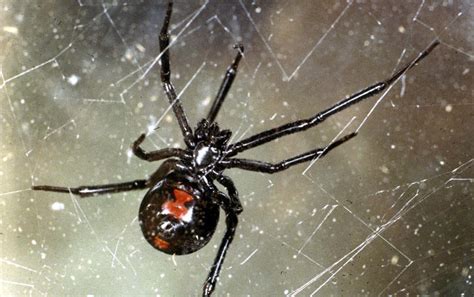 Where do black widow spiders live in our homes? Library Town: March 2011