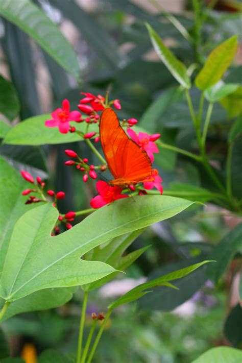 San Diego Zoo Safari Park Welcomes Butterfly Jungle April 5th 27th It