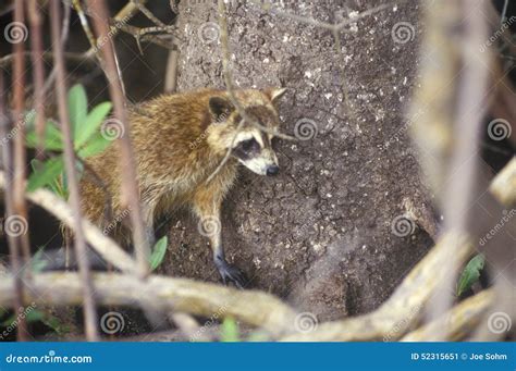 Raccoon In Wild Everglades National Park 10000 Islands Fl Stock