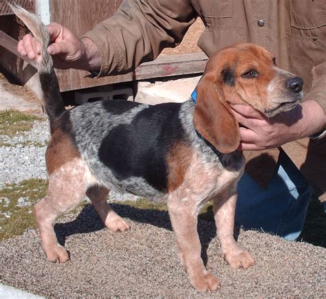 Bluetick Beagle Puppies Picture Dog Breeders Guide