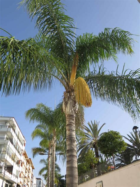 Queen Palm Cold Hardiness And Other Fun Facts