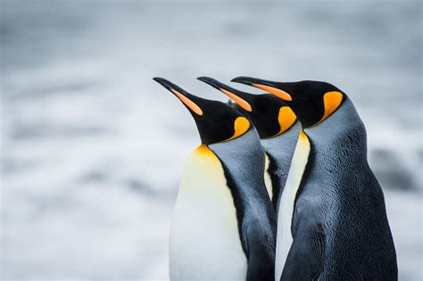 Emperor Penguin Hd Wallpapers Backgrounds