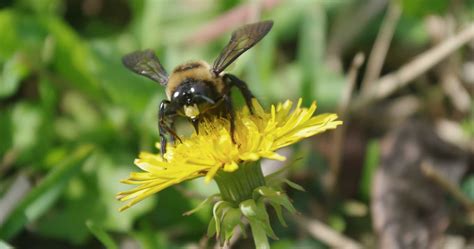 The vacuum must be strong enough. How To Keep Carpenter Bees Away From Deck