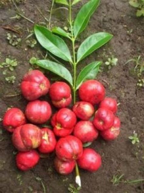 Polynesian Produce Stand Gods Crown Mahkota Dewa Exotic Fruit Tree