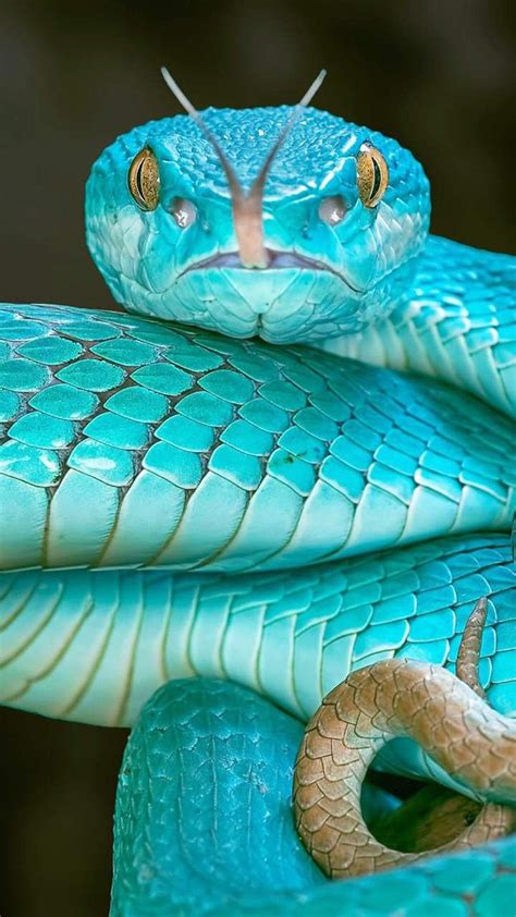 Reptile Serpent Snake Scaled Reptile Turquoise Green Snake