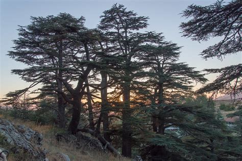 The Cedars Of Lebanon Al Arz The Cedars Of Lebanon Flickr