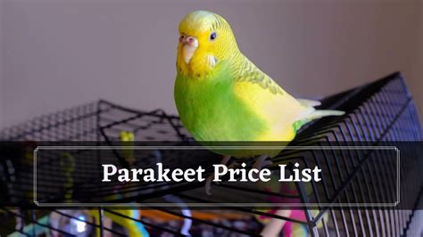 Cost Of Ownership How Much Do Parakeet Cost Birds News