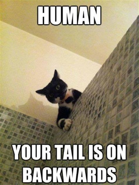 Human Your Tail Is On Backwards Click The Link To View Todays