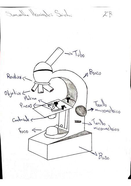 Top Imagen Dibujos Del Microscopio Compuesto Thptnganamst Edu Vn