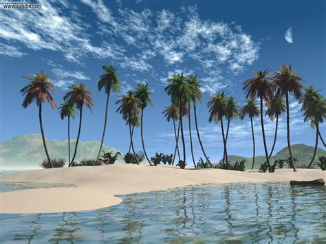 Bora Bora Beach California Palm Trees Palm Tree Pictures Beach