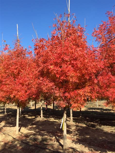 This species is planted as a street tree in temperate areas worldwide due to its attractive fruit and autumn foliage. Keith Davey Chinese Pistache | Bold Spring Nursery