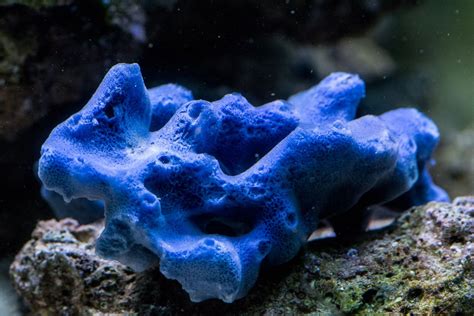 0 · 4 Blue Sponge Phylum Porifera Sea Creatures Marine Life Sea