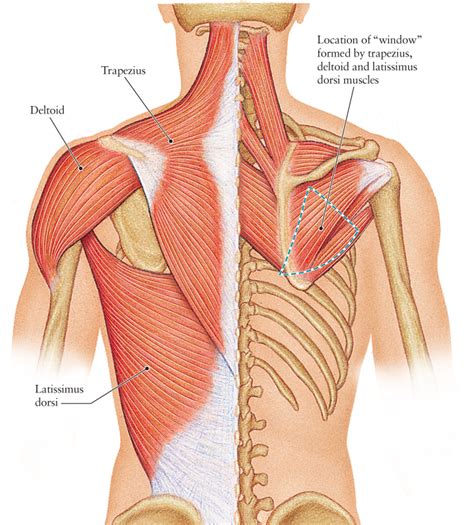 Human Anatomy For The Artist The Posterior Torso Muscles Lets Go