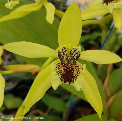 Based on the morphological similarity of 87% there are two pairs of parents that have most successful chance to be. Coelogyne pandurata - Comprar em OrquideaShop