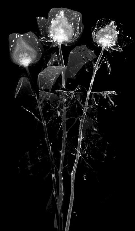 10 X Ray Flowers Radiography Ideas X Ray Flowers Radiography