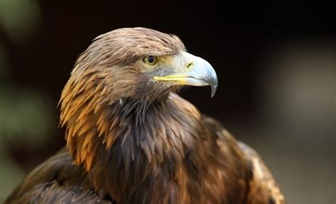 The Golden Eagle Graces Many Of Mexicos National Symbols