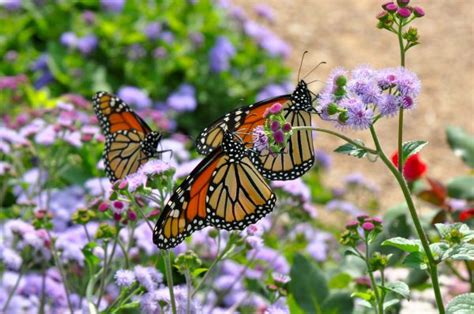 The Monarch Butterfly Migration In Texas The Daytripper