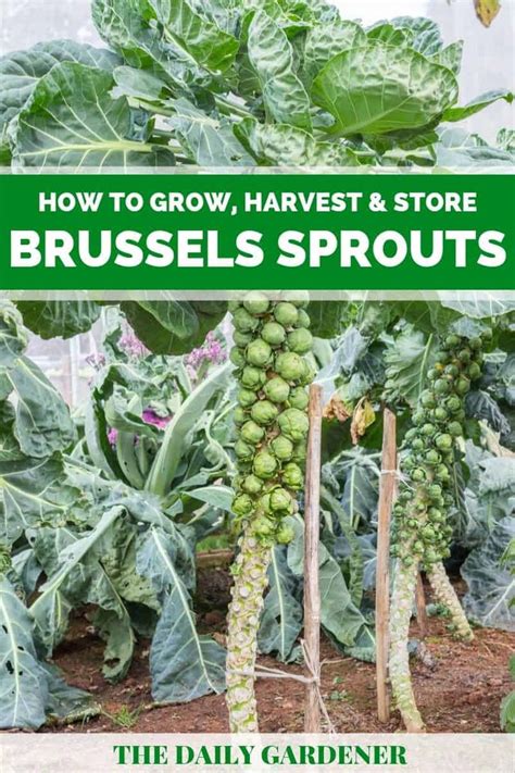 How To Grow Harvest And Store Brussels Sprouts Brussel Sprout