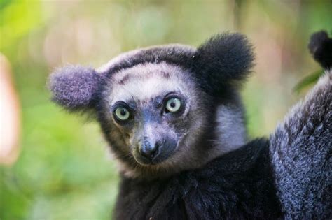 Lemurs In Crisis 105 Species Now Threatened With Extinction