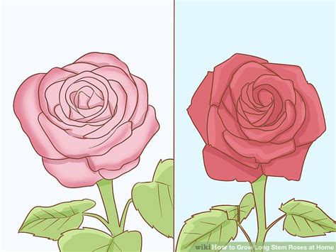 Our roses are specially grown to be large, deliciously plump and robust, and long lasting to emphasize the. How to Grow Long Stem Roses at Home (with Pictures) - wikiHow