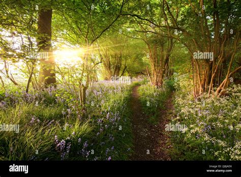 Stunning Sunrise In Bluebell Woods With Split Path Leading Through The