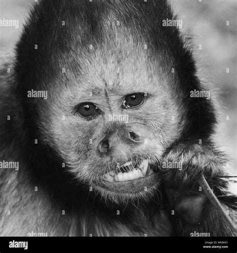 Monkey Looking Into Camera Black And White Stock Photos And Images Alamy