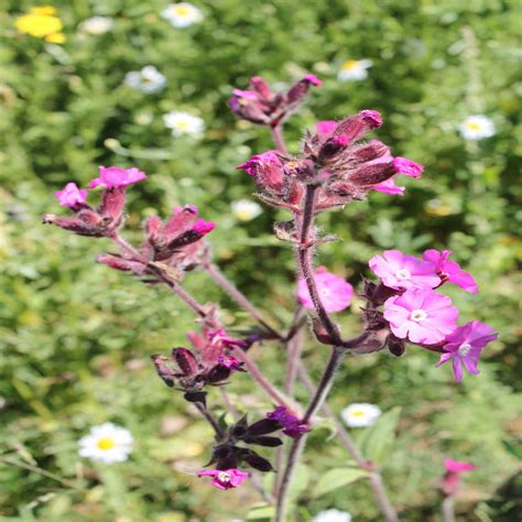 Red Campion Wildflower Seed Our Wildflower Ranges Green Tech