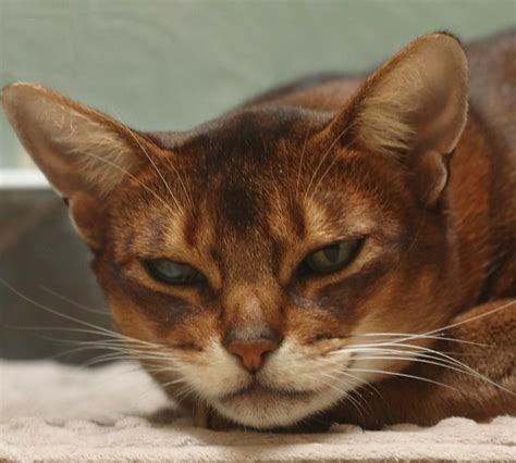 Abyssinian Cat Pictures And Information Cat