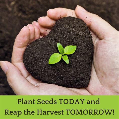 Health And Wellness Blog 6 Plant Seeds Today And Reap The Harvest