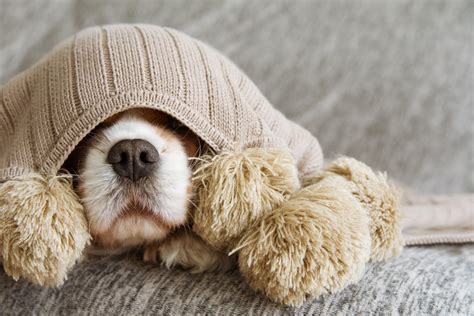 Sick Dog 5 Ways To Care For Your Sick Dog Take Good Care Of Them