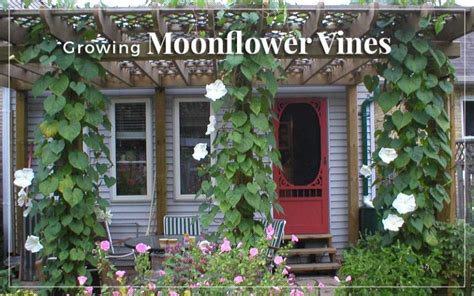 Head inside for a full guide on how to grow moonflower vines and. Growing Moonflower Vines in Your Garden - The Herb ...