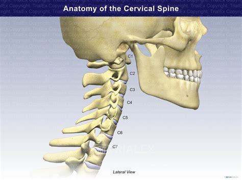 Anatomy Of The Cervical Spine Lateral View Trial Exhibits Inc