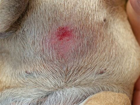 3 Easy Steps For Fast Relief To Heal Summertime Canine Hot Spots Home