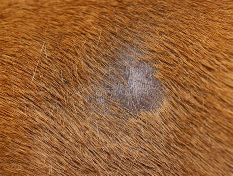 Fungus Infection On Dog Stock Photo Image Of Health 25349686