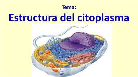 Conciencia Estructura Del Citoplasma