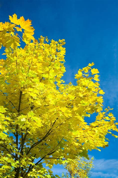 Yellow Leaves On Maple Tree Stock Photo Image Of Crown Colourful