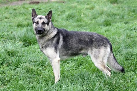 Leo : chien croisé berger allemand/husky à adopter dans la région Lorraine