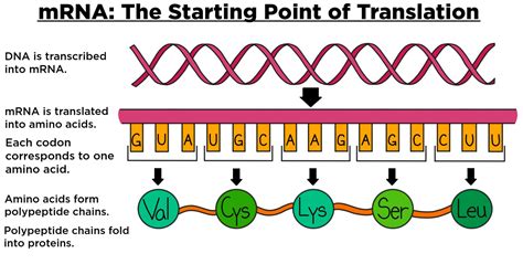 Messenger RNA MRNA Overview Role In Translation Expii