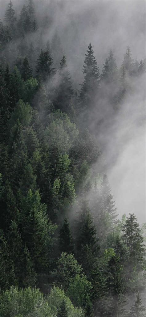 Foggy Forest Wallpaper Iphone Iphone Wallpaper Mountains Tree