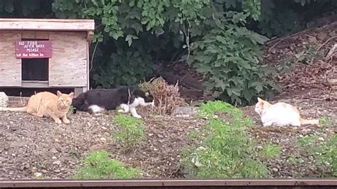 Feral Cat Colony By The Tracks Youtube