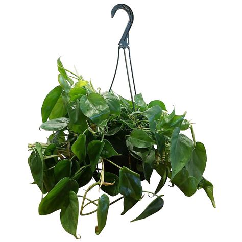 Foliera 8 Inch Green Philodendron Tropical Plant In Hanging Basket